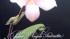 Pordenone Orchidea: invito alla partecipazione