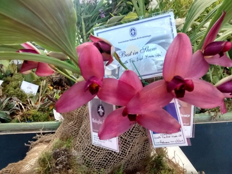 ortogiardino-pordenone-orchidea-2022-02
