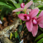 Ortogiardino 2023 - Pordenone Orchidea