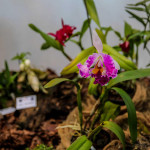 Ortogiardino 2023 - Pordenone Orchidea